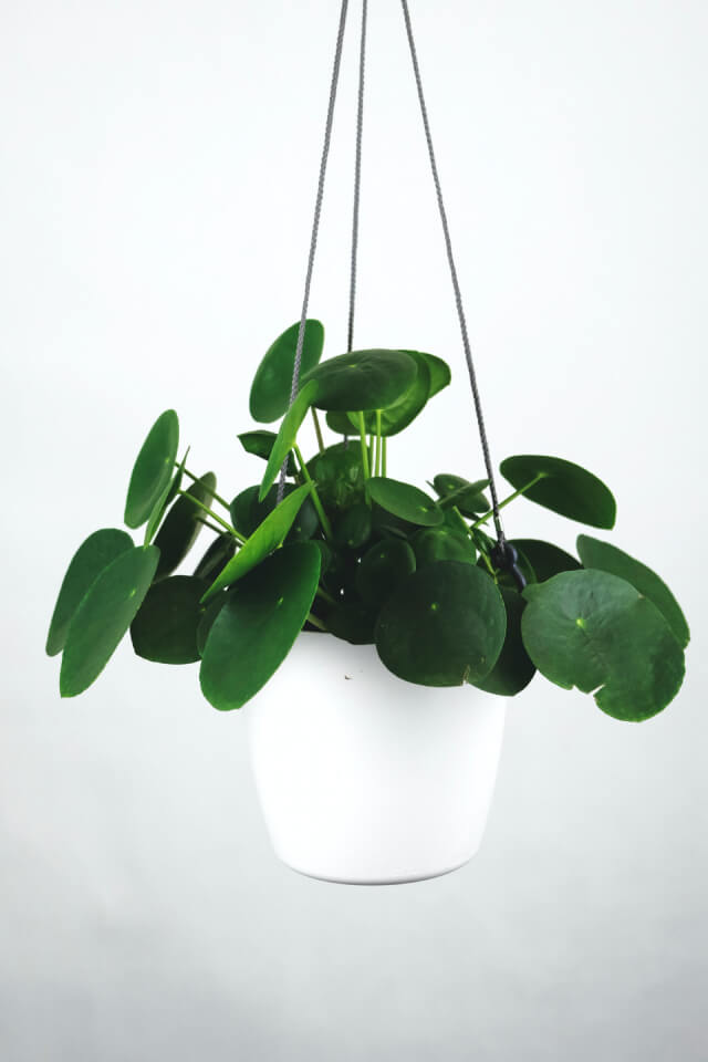 Pilea Peperomioides - 画像 (2)