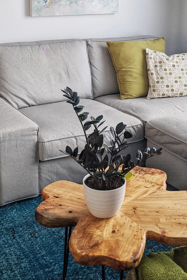 Calathea Rufibarba - 画像 (2)