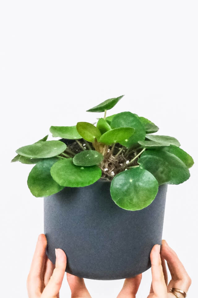 Peperomia Lemon Lime - 画像 (2)
