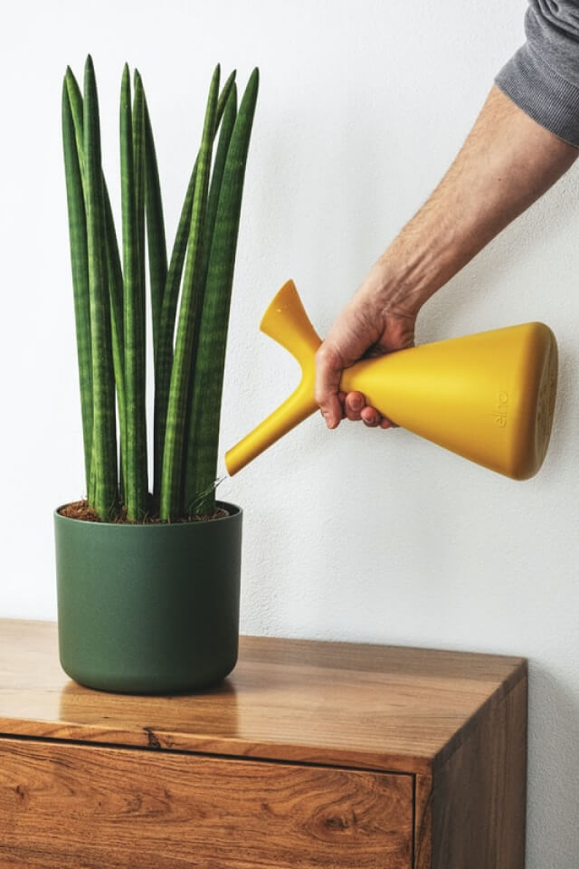 Euphorbia Ingens - 画像 (2)